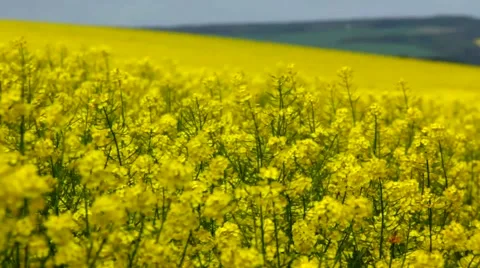 Canola flowers in the wind Stock Footage 54026806