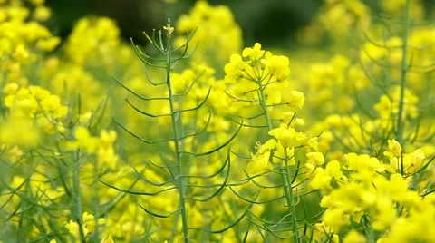Canola flowers in the wind Stock Footage 54026833