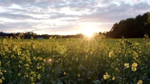 Canola Vídeo Stock 109648086