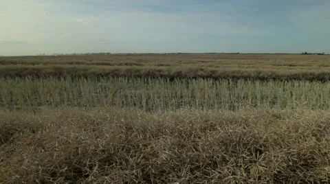 Canola Harvest Stock Footage