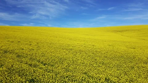 Canola heaven Vídeos de archivo 343460762