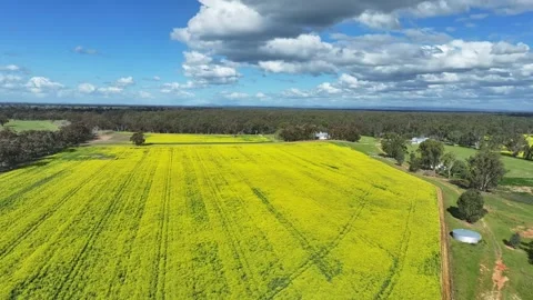 Canola paddock bordered by forest and rural properties Stock Footage 288805112