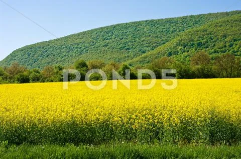 Canola Stock Photos