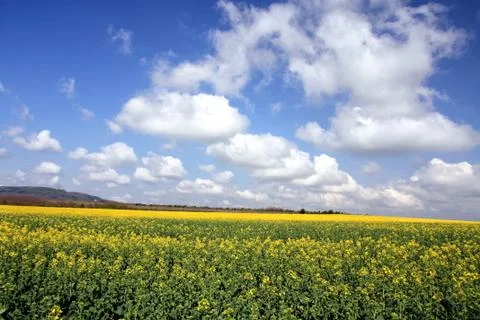 Canola Stock Photos