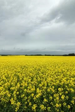Canola Stock Photos