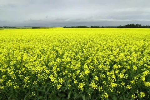 Canola Stock Photos