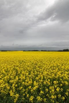 Canola Stock Photos