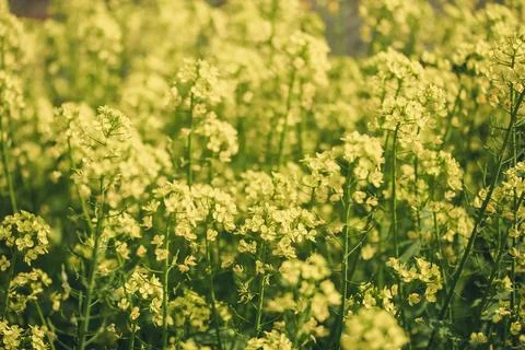 Canola Stock Photos