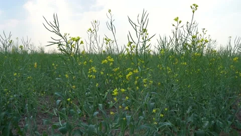 Canola Plant Stock Footage 198625536