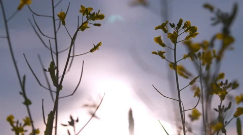 Canola plant low angle Stock Footage 67641477