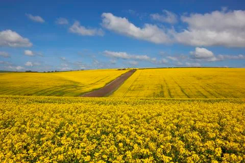 Canola production Stock Photos