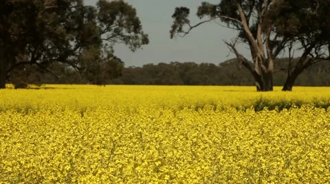 Canola, rapessed field in bloom Stock Footage 45157537