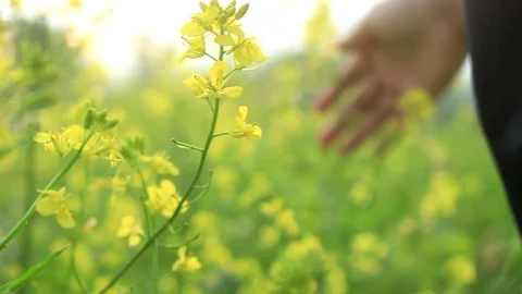 Canola Stroke Stock Footage 115788588