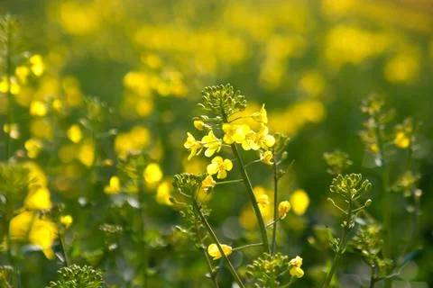 Canola in the sunlight Stock Photos