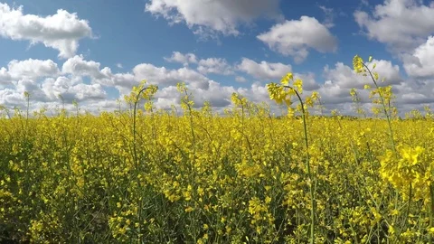 Canola under a blue sky with clouds. Stock-Footage 75516120
