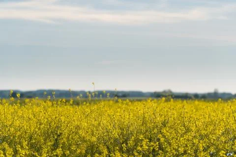 Canola Yellow background Stock Photos