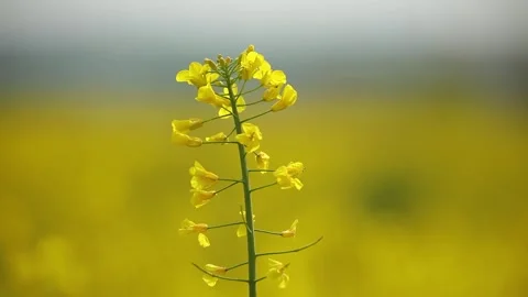 Canola,close up, defocus background. Stock Footage 247641796