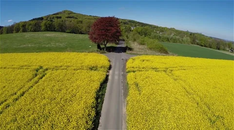 Canolia Field Stockbeeldmateriaal 37319848