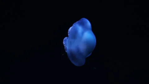 Canonball Jellyfish On Dark Background Stock Footage 343323994