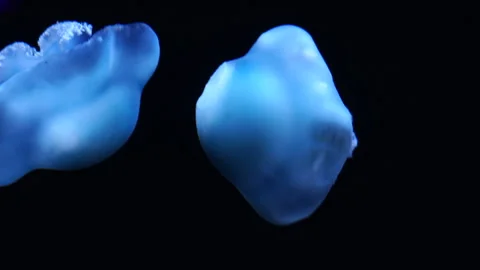 Canonball Jellyfish Pair Stock Footage 343326968