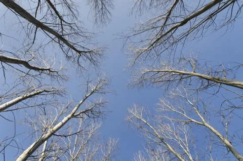 Canony tree Stock Photos