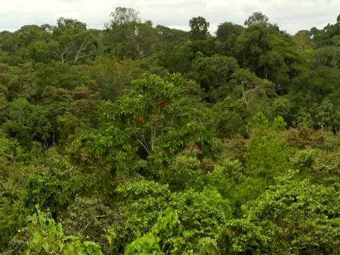 Canopy of Amazon Jungle Rainforest Stock Footage 112937591