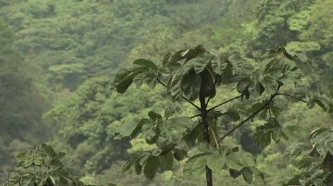 Canopy of the Amazon Rainforest 스톡 동영상 19045525