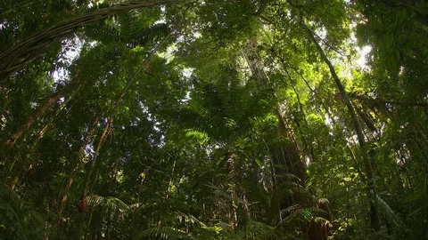 Canopy of Amazon Rainforest Stock Footage 73156752