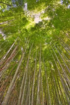 Canopy of bamboo trees Stock Photos