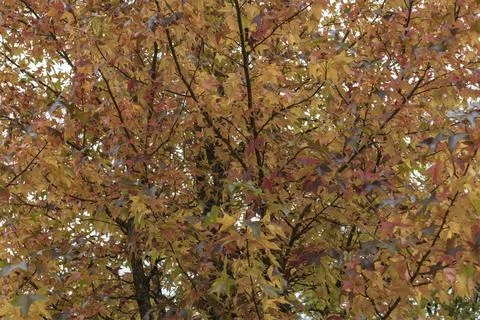 Canopy of a beautiful tree changing colour in Autumn Stock Photos