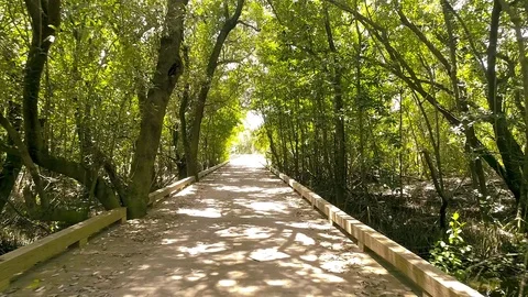 Canopy Bridge with sun rays Stock Footage 103284628