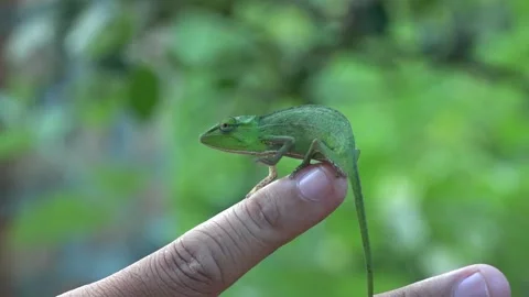 The canopy chameleon crawling on human hand, northeastern Madagascar Stock Footage 313563470