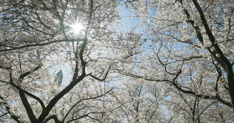 Canopy of Cherry Blossom Trees with Tip of Washington Monument Vidéo 270186633