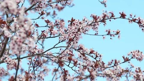 Canopy of Cherry Blossoms Against Sky Stock Footage 267032371