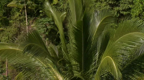 Canopy of a coconut tree Video stock 607781