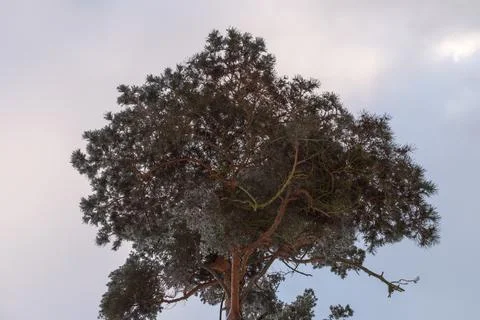 A canopy of a conifer under a cloudy sky Foto stock
