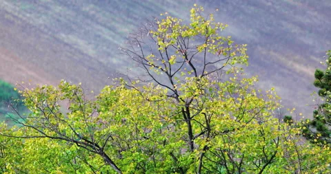 The canopy of a deciduous tree in the wind Stock Footage 221042902