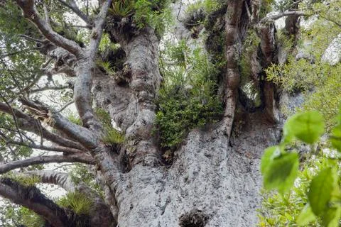 Canopy of the Father of the Forest. Stock Photos