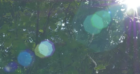 Canopy Flare Stock Footage 119406185