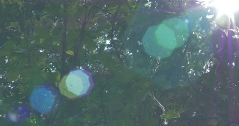 Canopy Flare Stock Footage 119407240