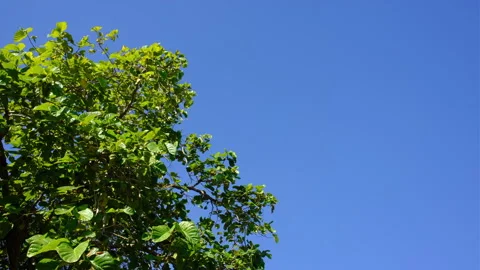 Canopy, foliage in the wind and blue sky Stock Footage 246020601