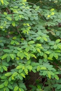 Canopy of a forest Stock Photos