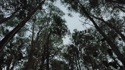 The canopy of a forest with tall eucalyptus trees Stock Footage 333411173