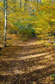 A Canopy of Gold Stock Photos