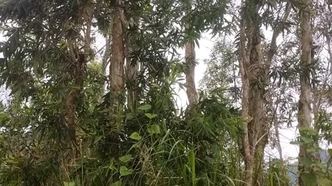 A Canopy of Green Stock Footage 329417650