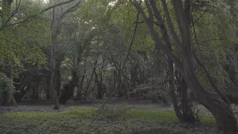 Canopy Of Green Trees In The Forest At North Downs, England - handheld shot Stock Footage 162747398