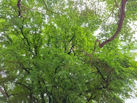 Canopy of Greenery Stock Photos