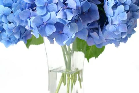 Canopy of Hydrangea Flowers A closeup of some beautiful Mophead Hydrangeas... Stock Photos
