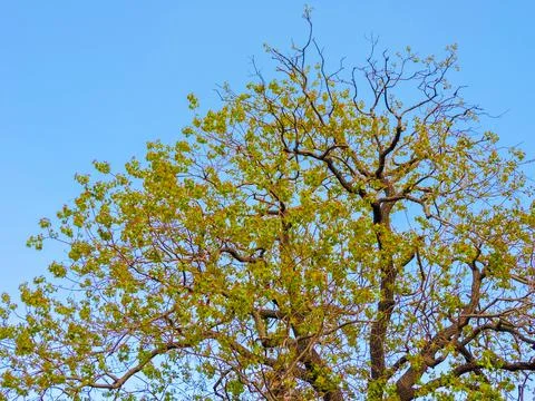 The canopy of a large, deciduous tree in early spring against a clear blue s Stock-Fotos