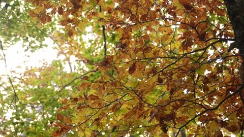 Canopy of leaves. Stock Footage 254523266